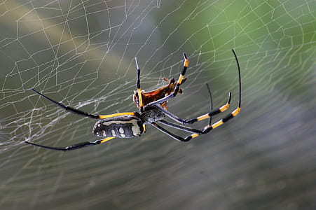 Black Yellow and White Spider