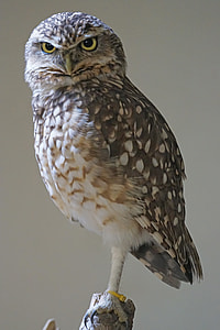 photo of brown and white Owl