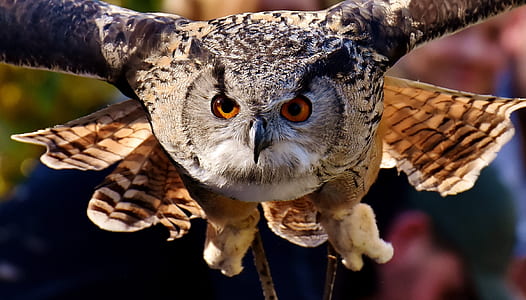 brown Owl flying