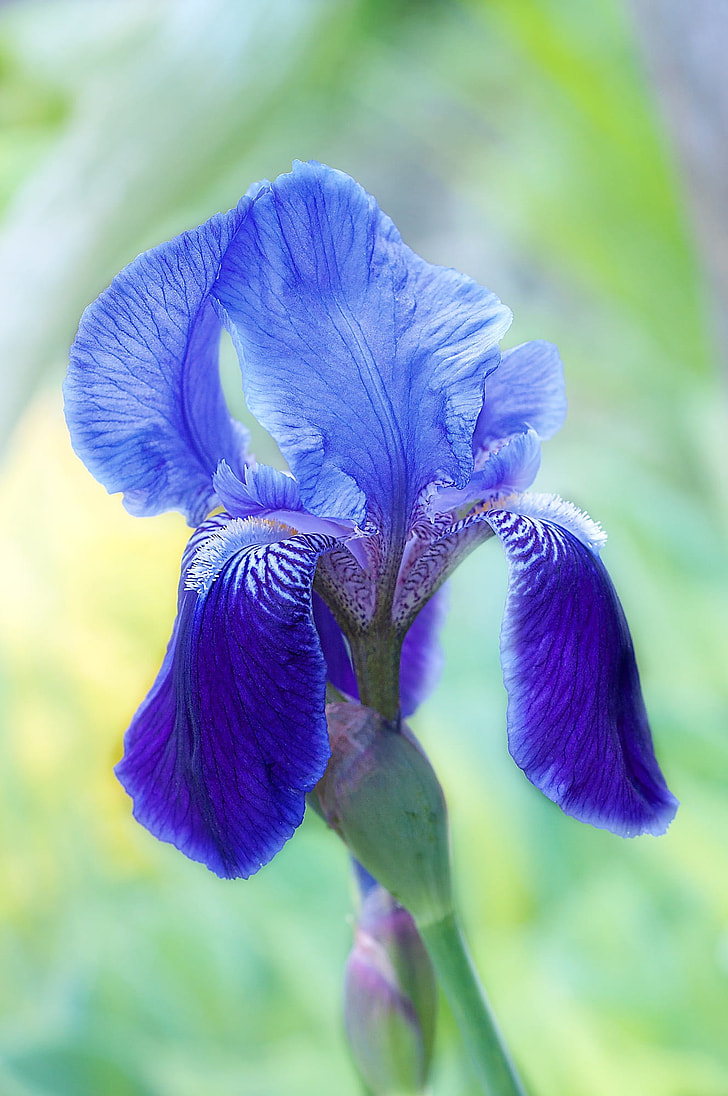 focus photography of blue iris flower