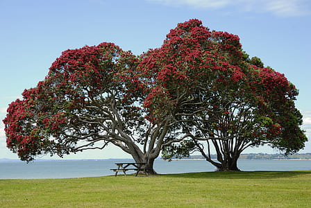 photo of red petaled flower tree near bench