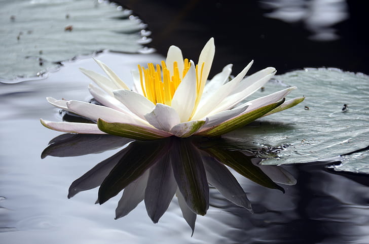 white water lily in bloom at daytime