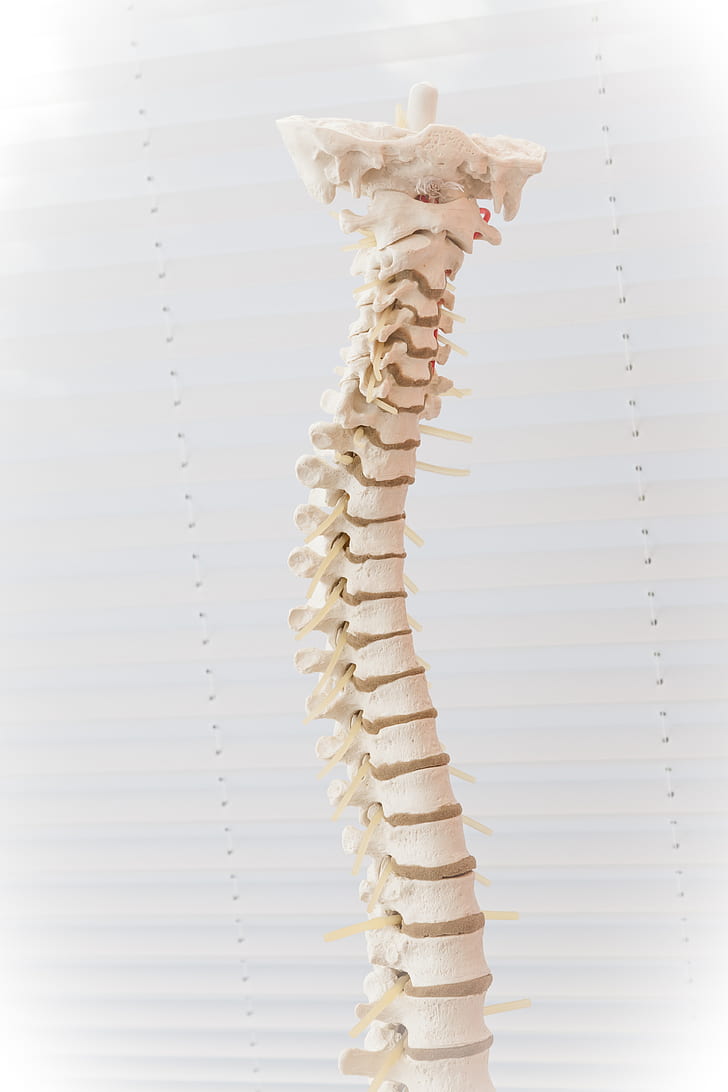 human spine bone decor