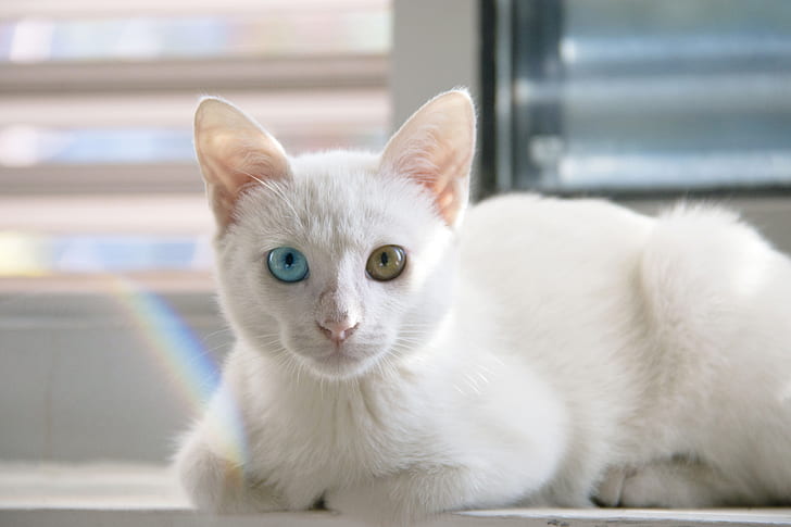 selective focus photography of white cat