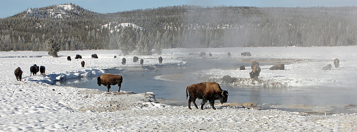 group of bison near river near trees