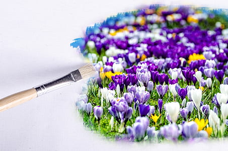 purple and white petal flowers
