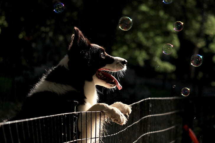 black border collie leaning on metal fence while watching the bubbles