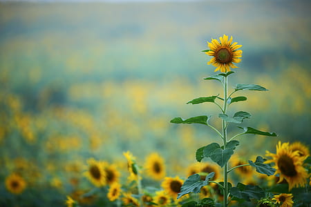 selective focus photograph of sunflower field
