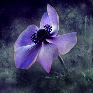 purple 5-petal flower