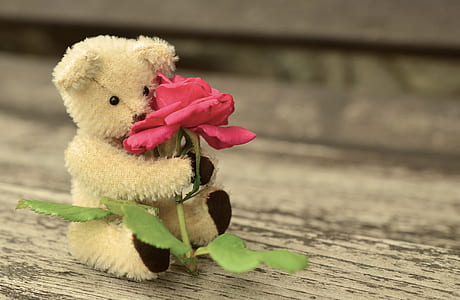 white bear plush toy holding a red rose