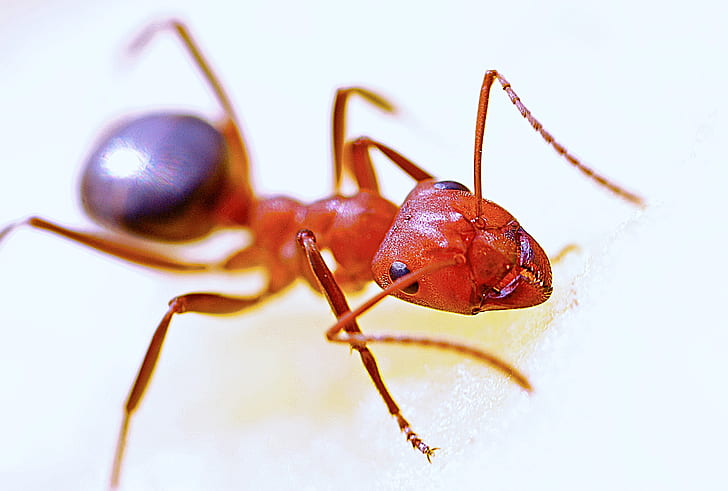 fire ant in close-up photography