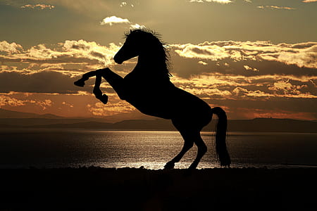 silhouette of horse near sea