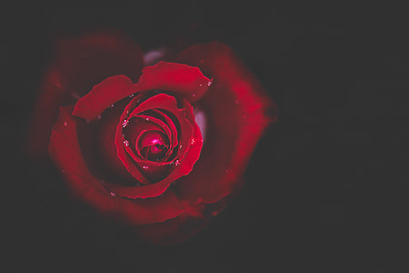 close up photography of red rose