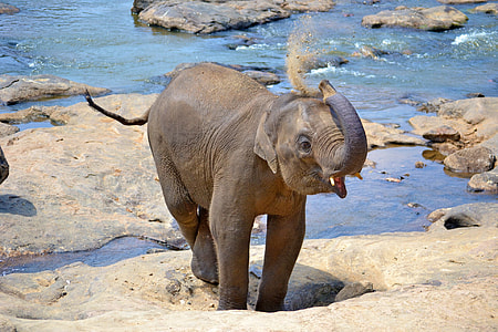 gray elephant on rock near river