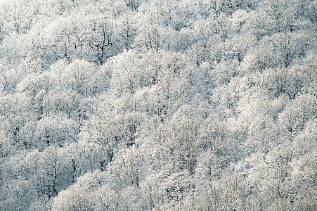 aerial-view of white forest