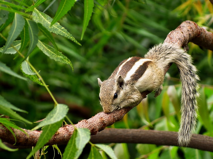 photo of four-legged brown mammal on tree branch