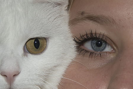 woman face beside white fur cat