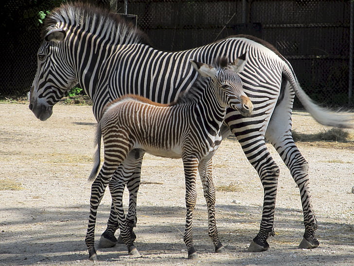 closeup photo of two zebras