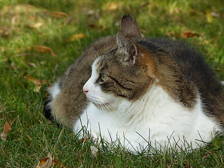 closeup photo of short-furred grey and white cat