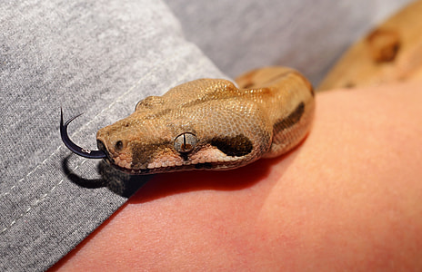 brown snake on grey textile