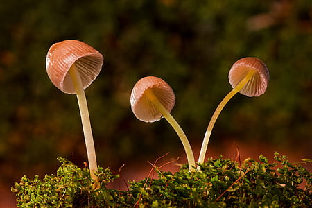 focus photography of three brown mushrooms