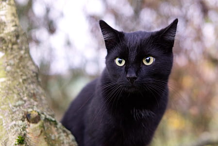 close up photography of black cat