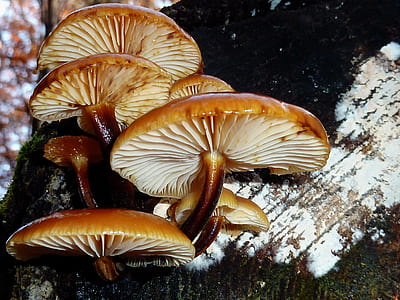 brown mushroom focus photography