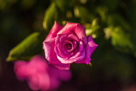 Closeup shot of a pink rose flower