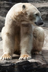 polar bear sitting on gray stone