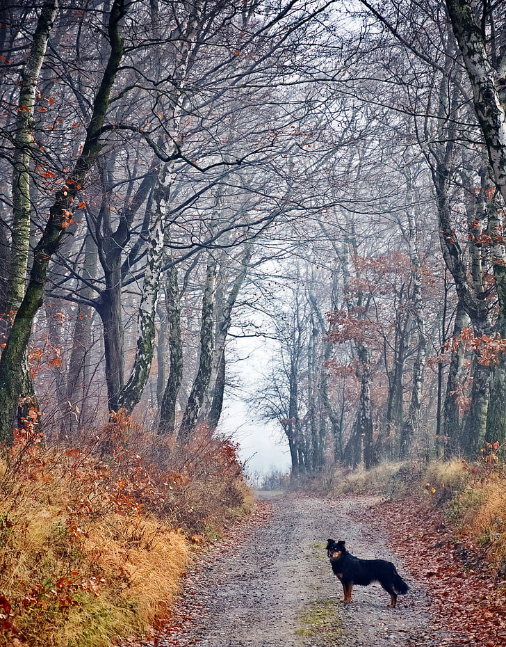 black and tan dog standing in the middle of the road surround with leafless tress
