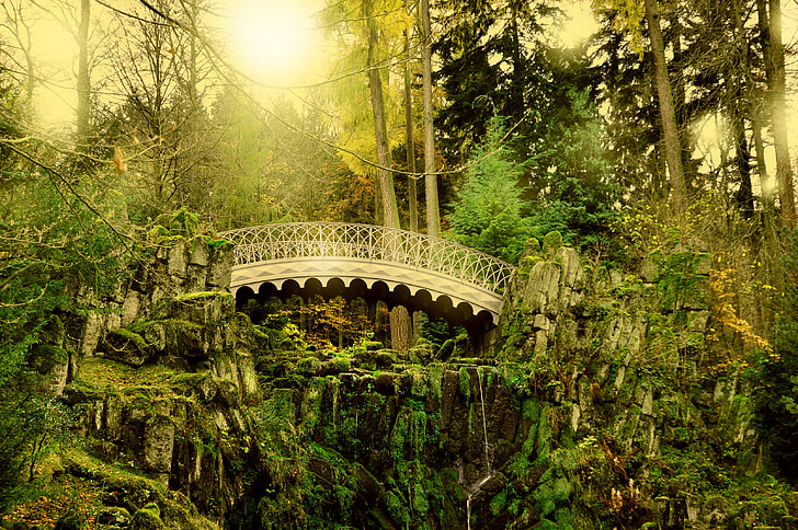 gray wooden bridge in forest