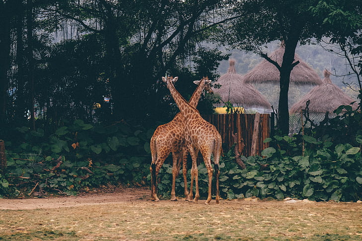 two brown giraffes beside green-leafed trees
