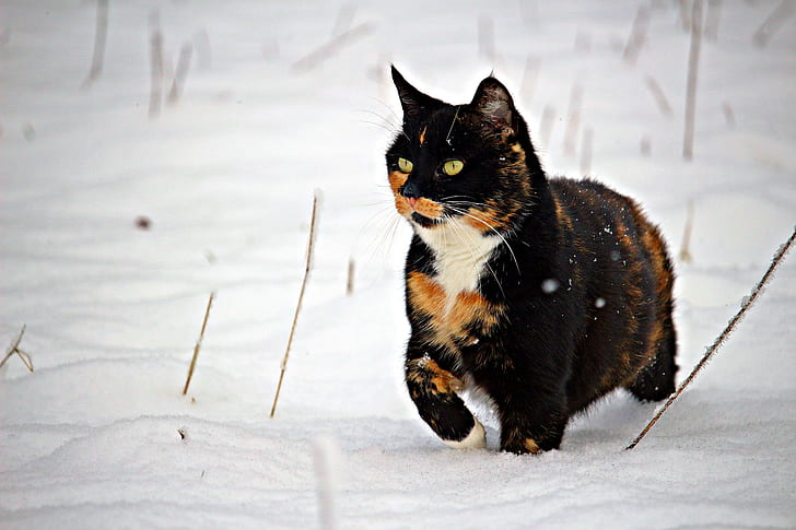 medium-coated black, brown, and white cat
