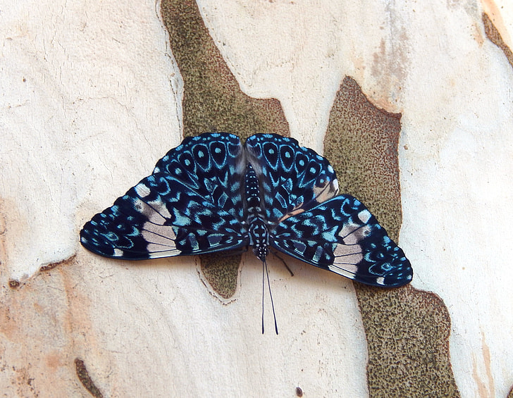 blue and black butterfly on brown wall