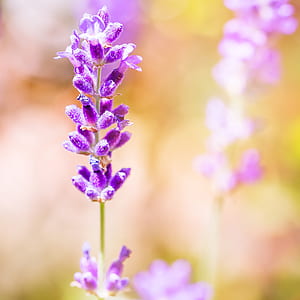 selective focus photography of lavender flower