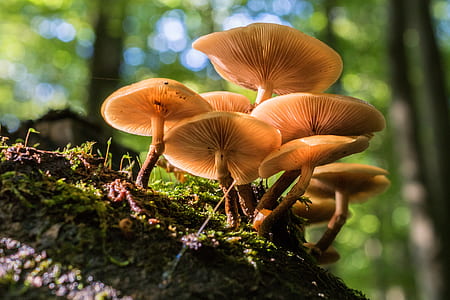 macroshot photo of mushroom