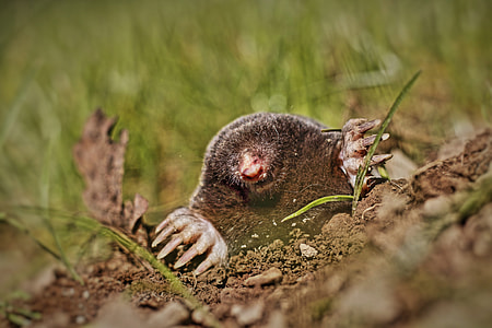 closeup photo of brown mole