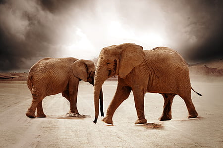 two brown elephant on brown sands