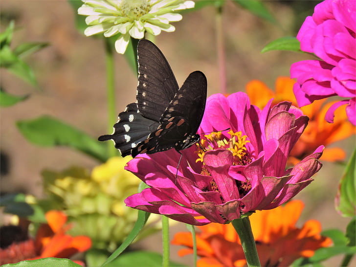 spicebush butterfly perching on pink cluster flower during daytime