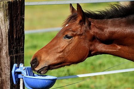 brown horse drinking water