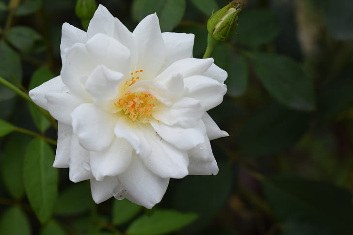 rose, flower, white, floral, nature, blossom