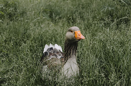duck standing on grass field