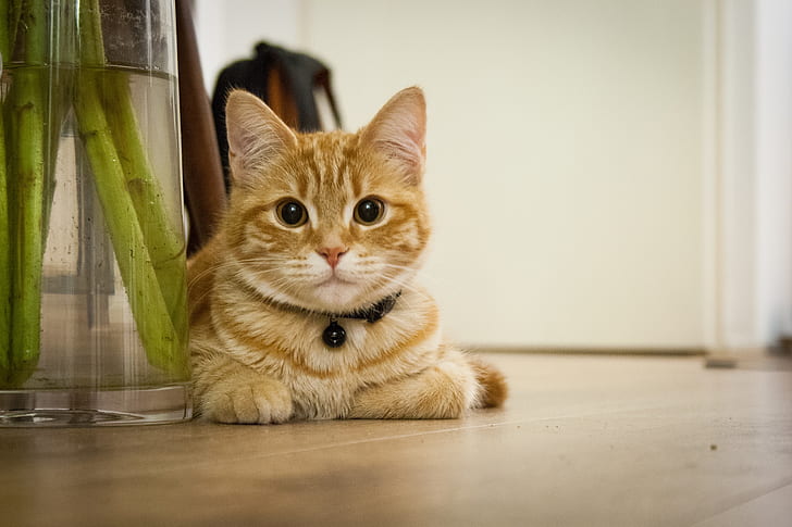 portrait photography of orange Tabby cat on brown wooden flooring