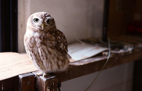 owl on brown wooden frame