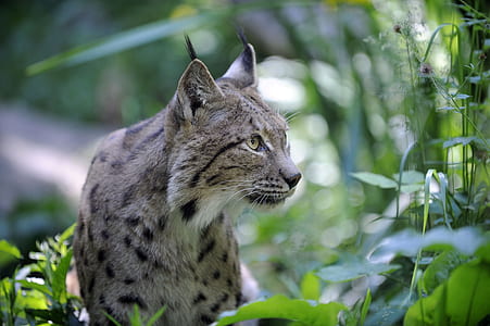 wildlife photography of lynx