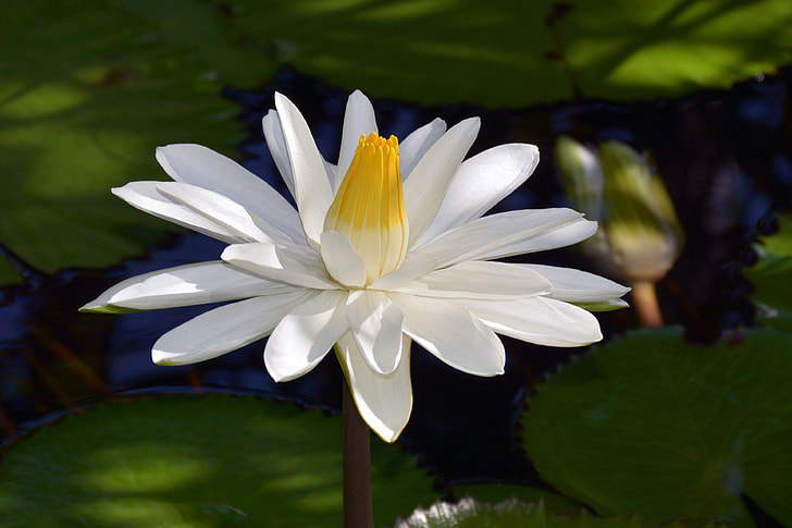 white and yellow water lily in bloom at daytime