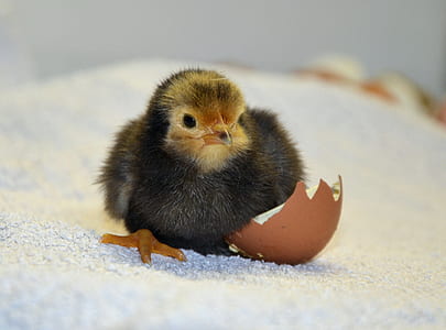 black and yellow chick on white soil