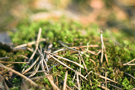 Pine Needles in Forest