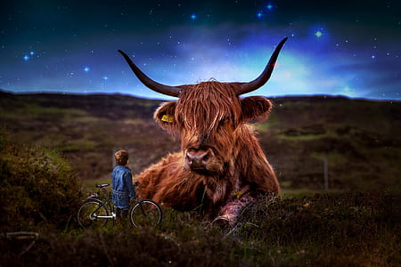 boy with bicycle staring at West Highland cattle