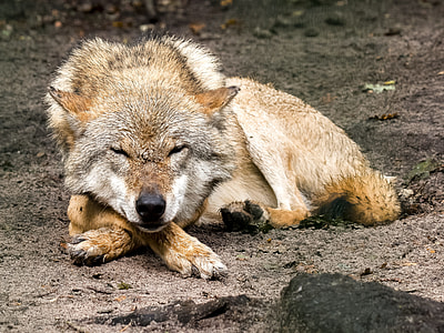 brown and white wolf sleeping on brown sand